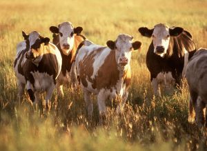 800px-Cattle_herd